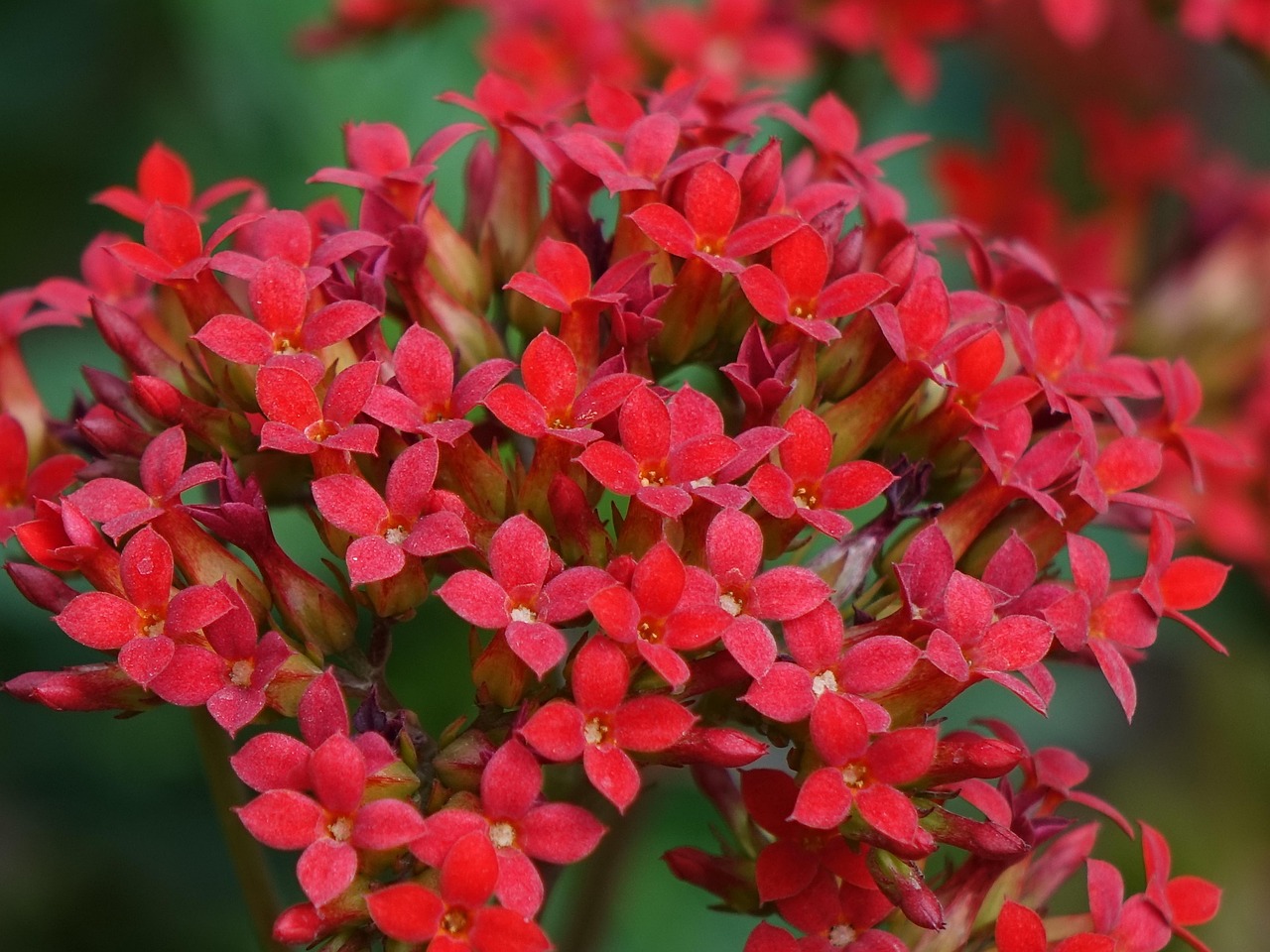 かぶれない白髪染めで敏感肌用の人気商品はどれ？