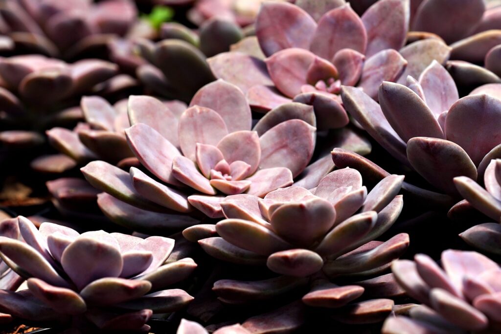 かぶれない白髪染めの植物性ランキングは？