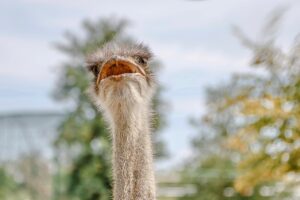 かぶれない白髪染めのパッチテストが実施できない日はいつですか？
