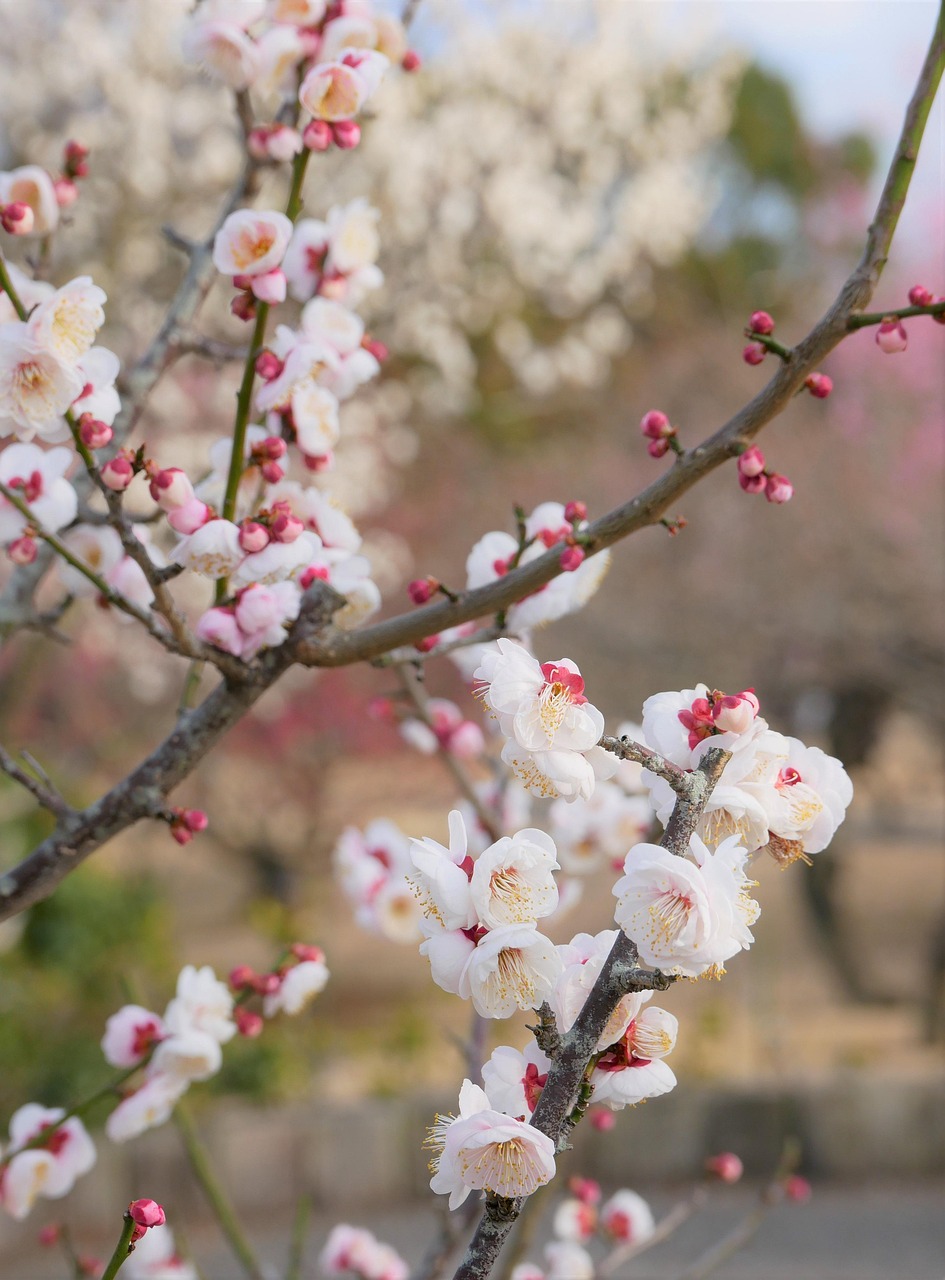 かぶれない白髪染めでPPD以外のアレルゲンはどれが安全？