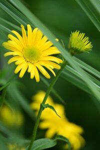 かぶれない白髪染めでもみあげの白髪が染まらない理由は？