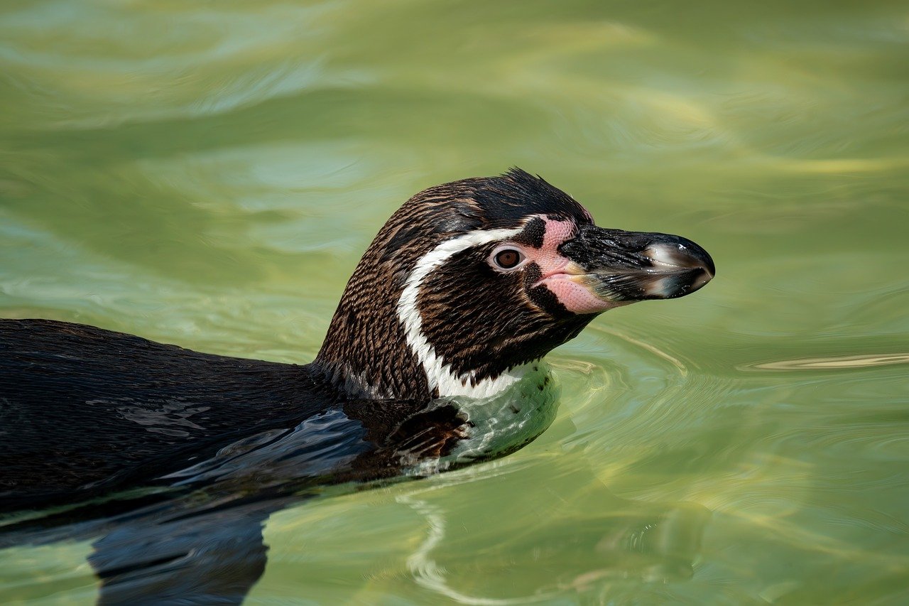 かぶれない白髪染めで明るい色でも染まる方法は？