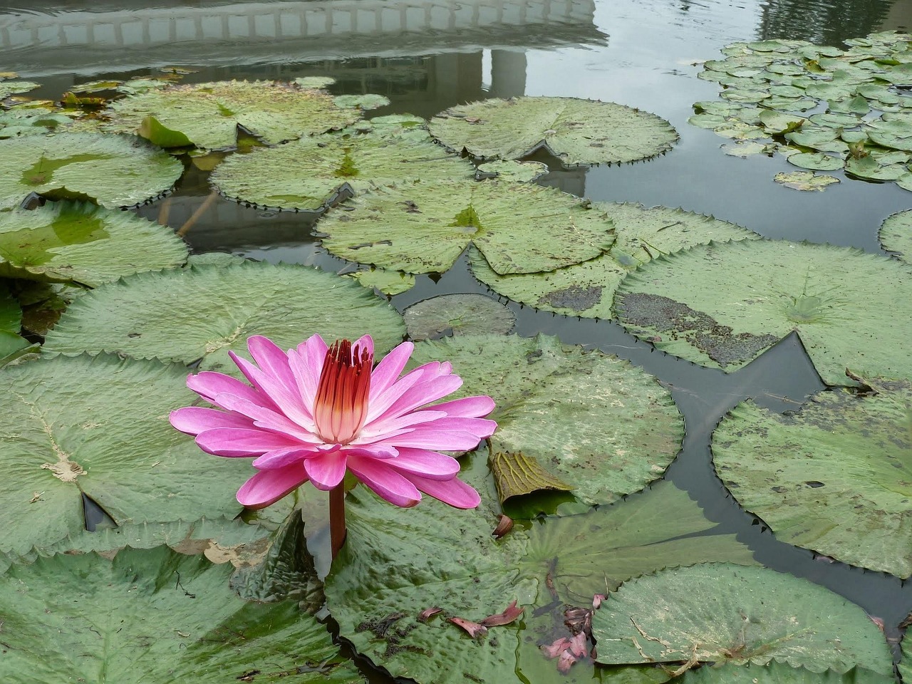 かぶれない白髪染めを染めた後にフケが増えた原因は？