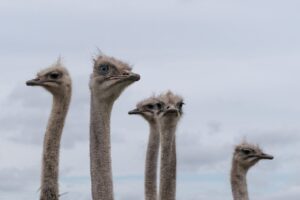 かぶれない白髪染めヘナでもかぶれる理由とは？