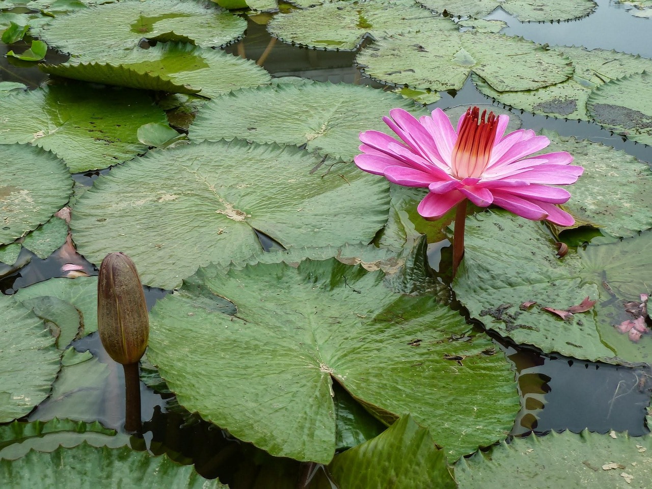 かぶれない白髪染めで染めすぎによるダメージ対策は？